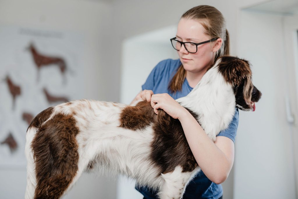Massage af hund