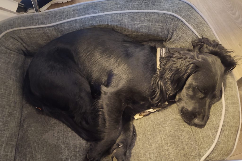 Praktisk info hos Lille Højrupgård - hunden kan være træt efter terapi