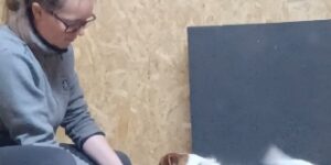 Styrk din hund - Start med targets