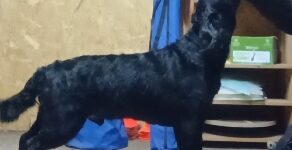 Styrk din hund - Begynder program